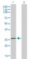 BCAS2 Antibody (monoclonal) (M01)