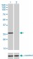 BCAS2 Antibody (monoclonal) (M01)