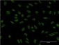 BCL11A Antibody (monoclonal) (M03)