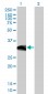 BCL11A Antibody (monoclonal) (M03)