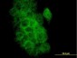 BCL2L1 Antibody (monoclonal) (M01)