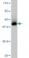 BCL2L1 Antibody (monoclonal) (M01)