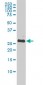 BCL2L1 Antibody (monoclonal) (M01)