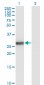 BCL2L1 Antibody (monoclonal) (M01)