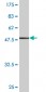 BDNF Antibody (monoclonal) (M02)