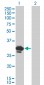 BDNF Antibody (monoclonal) (M02)