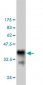 BFAR Antibody (monoclonal) (M01)