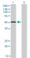 BFAR Antibody (monoclonal) (M01)