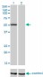 BFAR Antibody (monoclonal) (M01)