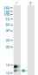 BGLAP Antibody (monoclonal) (M01)