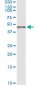 BGN Antibody (monoclonal) (M01)