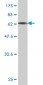 BGN Antibody (monoclonal) (M01)