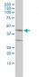 BGN Antibody (monoclonal) (M01)