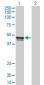 BGN Antibody (monoclonal) (M02)