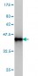 BIN1 Antibody (monoclonal) (M01)