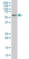 BIN1 Antibody (monoclonal) (M01)