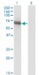 BIN1 Antibody (monoclonal) (M01)