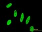 BIRC5 Antibody (monoclonal) (M01)