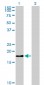 BIRC5 Antibody (monoclonal) (M01)