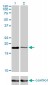 BIRC5 Antibody (monoclonal) (M01)