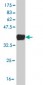 BLVRB Antibody (monoclonal) (M09)