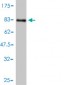BMP7 Antibody (monoclonal) (M01)
