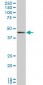 BMP7 Antibody (monoclonal) (M01)