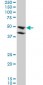 BMP7 Antibody (monoclonal) (M01)