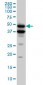 BMP7 Antibody (monoclonal) (M01)