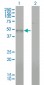 BMP7 Antibody (monoclonal) (M01)