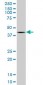 BMP7 Antibody (monoclonal) (M03)