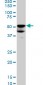 BMP7 Antibody (monoclonal) (M03)