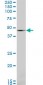 BMP7 Antibody (monoclonal) (M03)