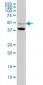 BMP7 Antibody (monoclonal) (M03)