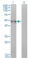 BMP7 Antibody (monoclonal) (M03)