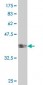 BOLL Antibody (monoclonal) (M03)