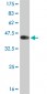 BOLL Antibody (monoclonal) (M09)