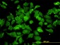 BPNT1 Antibody (monoclonal) (M01)