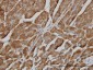 BPNT1 Antibody (monoclonal) (M01)