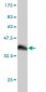 BPNT1 Antibody (monoclonal) (M01)