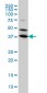 BPNT1 Antibody (monoclonal) (M01)