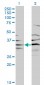 BPNT1 Antibody (monoclonal) (M01)