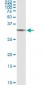 BRMS1 Antibody (monoclonal) (M01)