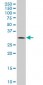 BRMS1 Antibody (monoclonal) (M01)