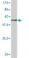 BRMS1 Antibody (monoclonal) (M03)