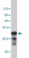 BRRN1 Antibody (monoclonal) (M01)