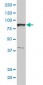 BRRN1 Antibody (monoclonal) (M01)
