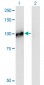 BRRN1 Antibody (monoclonal) (M01)