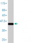 BZRP Antibody (monoclonal) (M01)