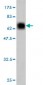 C10orf7 Antibody (monoclonal) (M08)